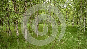 Wandering in lush green forest foliage with brown leaf on forest floor