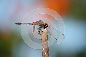 Wandering percher in the blurred colorful background