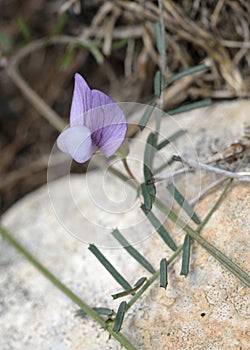 Wandering or Rambling Vetch