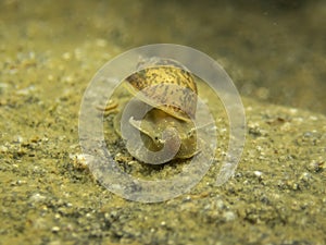 Wandering snail crawling underwater with tentacles extended