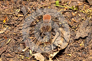 Wandering Spider - Ancylometes bogotensis, ctenidae family, Costa Rica