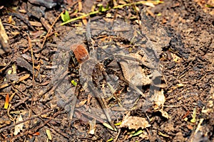 Wandering Spider - Ancylometes bogotensis, ctenidae family, Costa Rica photo