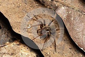 Wandering Spider, Ctenidae family, Costa Rica