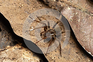 Wandering Spider, Ctenidae family, Costa Rica photo