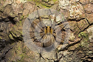 Wandering spider, Ctenus sp, Ctenidae, Trishna, Tripura