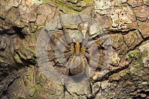 Wandering spider, Ctenus sp, Ctenidae, Trishna, Tripura photo