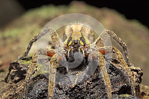 Wandering spider, Ctenus sp, Ctenidae, Trishna, Tripura photo