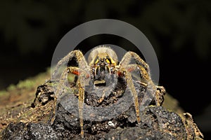 Wandering spider, Ctenus sp, Ctenidae, Trishna, Tripura photo