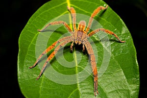 Wandering spider Cupiennius getazi, Ctenidae Tortuguero, Costa Rica photo