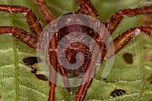 Wandering Spider exuviae photo