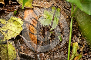 Wandering spiders from family ctenidae.