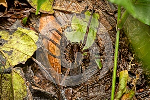 Wandering spiders from family ctenidae. photo
