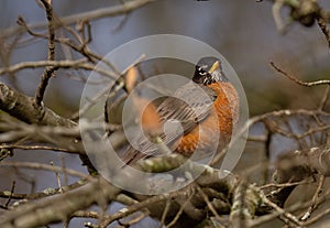 Wandering thrush perched atop a bare tree branch