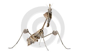 Wandering Violin Mantis, Gongylus gongylodes