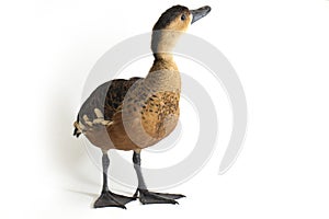 The wandering whistling duck Dendrocygna arcuata or tree duck isolated on white