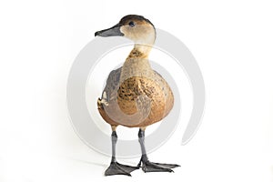 The wandering whistling duck Dendrocygna arcuata or tree duck isolated on white