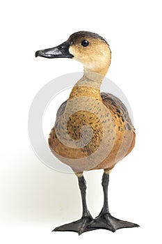 The wandering whistling duck Dendrocygna arcuata or tree duck isolated on white