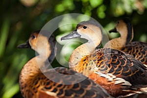 Wandering Whistling ducks