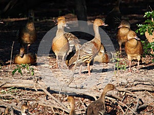 Wandering whistling ducks, Dendrocygna arcuata