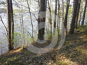 Wanderlust: mixed forest and river Berezina, spring season in Belarus