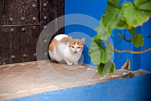 Wanderlust. Stray Black Cat in Blue Beautiful Touristic City Chefchaouen Medina Landscape. Popular Tourism Destination Morocco