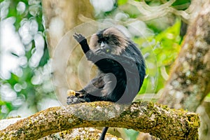 Wanderoo macaque (Macaca silenus) on the tree in the forest. Valrapai