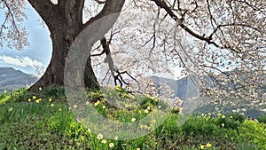 Wanitsuka no Sakura A large 330 year old cherry tree with a view of the mountains and Mount Fuji behind