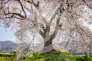 Wanizuka no Sakura large 330 year old cherry tree in full bloom is a symbol of Nirasaki, Yamanashi Japan