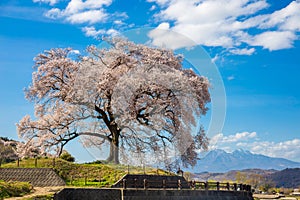 Wanizuka no Sakura large 330 year old cherry tree in full bloom is a symbol of Nirasaki, Yamanashi Japan