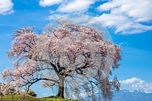 Wanizuka no Sakura large 330 year old cherry tree in full bloom is a symbol of Nirasaki, Yamanashi Japan