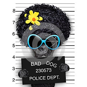 Wanted hippie dog