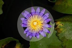 Wanter, Flower, Close Up, Plant, Purple, Purple Lily, Purple Teichrose, Purple Flower, Violet, Purple Water Lily