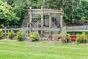 Wantering Park Deer 2