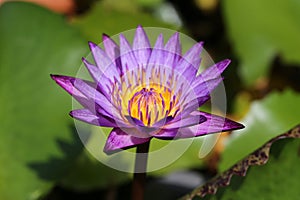 Wanvisa Waterlily