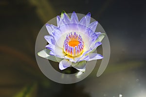 Wanvisa Waterlily