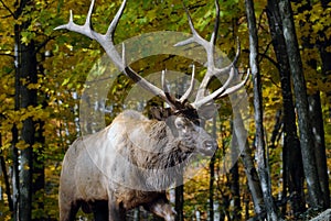 Wapiti