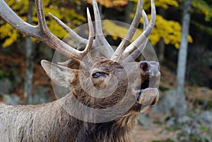 Wapiti