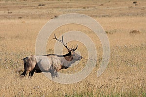 Wapiti