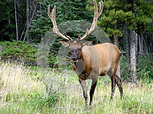 Wapiti 2