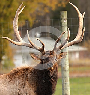 Wapiti,american elk