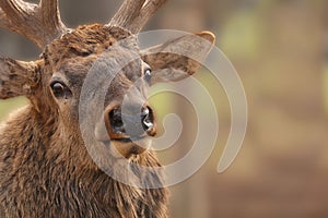 Wapiti Cervus canadensisportrait