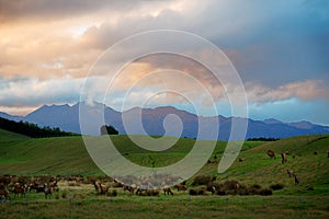 Wapiti chilling in grass during the sunset