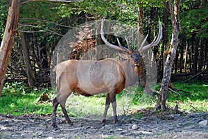 Wapiti Deer