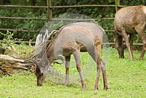 Wapiti deer