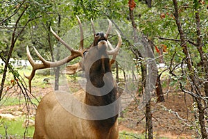 Wapiti Elk against in the Grand Canyon