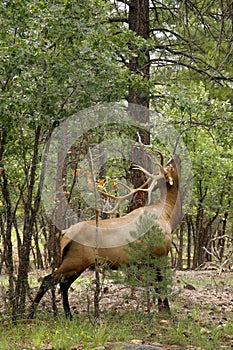 Wapiti Elk against in the Grand Canyon