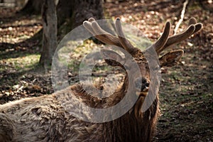 Wapiti ( Elk ) Buck Closeup in Early Spring Velvet