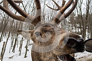 Wapiti elk deer waiting in Parc Omega wants his carrot