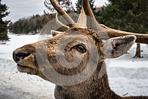 Wapiti elk deer waiting in Parc Omega wants his carrot