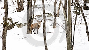 Wapiti elk deer walking in the forest